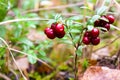 Fresh wild lingonberry in forest in a swamp. Natural food of wild nature, rich in vitamins. Top view. Vaccinium vitis-idaea ling