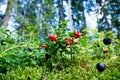 Fresh wild lingonberry in forest