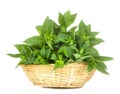 Fresh wild mint leaves in a basket. herbs mint. on white isolated background. close-up Royalty Free Stock Photo