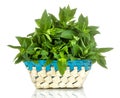 Fresh wild mint leaves in a basket. herbs mint. on white isolated background. close-up Royalty Free Stock Photo