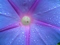 Wild Morning Glory Plant