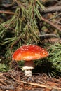 Fresh wild mushroom growing near spruce tree in forest Royalty Free Stock Photo