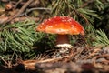 Fresh wild mushroom growing near spruce tree in forest, closeup Royalty Free Stock Photo