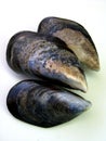 Fresh Wild Mussels Royalty Free Stock Photo
