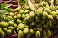 Fresh wild natural tropical Asian green raw unripe mangoes juicy stone fruit drupe from garden on farmer market stall. Seasonal Royalty Free Stock Photo