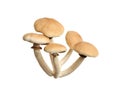 Fresh wild pioppini mushrooms isolated on white Royalty Free Stock Photo