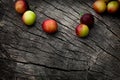 Fresh wild plum Royalty Free Stock Photo