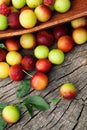 Fresh wild plum Royalty Free Stock Photo