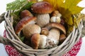 Fresh wild porcini mushrooms (boletus edulis) in wicked backet