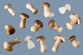 Fresh wild porcini mushrooms on a gray background, isolate. Mushroom background