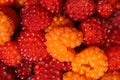 Fresh Wild Salmonberries