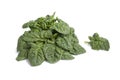 Fresh wild spinach leaves Royalty Free Stock Photo