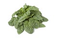 Fresh wild spinach leaves Royalty Free Stock Photo