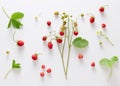 Fresh wild strawberries with flowers and leaves Royalty Free Stock Photo