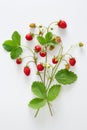 Fresh wild strawberries with flowers and leaves Royalty Free Stock Photo