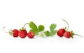 Fresh wild strawberries with flowers and leaves Royalty Free Stock Photo