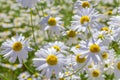 Fresh wild white and yellow daisies in a green field Royalty Free Stock Photo