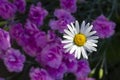 Fresh wild white and yellow daisy in a field with purple flowers Royalty Free Stock Photo