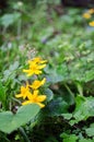 Fresh wildflowers bloom on the field on a beautiful sunny summer day