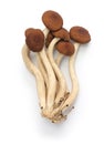 Fresh willow tea tree mushrooms