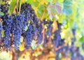 Fresh wine grapes