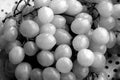 Fresh wine grapes in black and white.