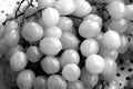 Fresh wine grapes in black and white.