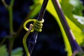 Fresh wine plant stick to old branch