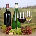 Fresh wine in the vineyards