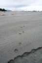 Fresh wolf tracks cross a sandy beach on the Brookes Peninsula