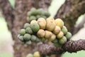 Fresh wollongong fruits on tree.