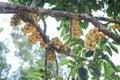 Fresh Wollongong on tree in fruit