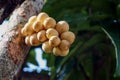 Fresh Wollongong on tree in fruit