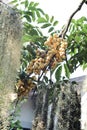 Fresh Wollongong on tree in fruit