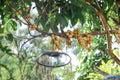 Fresh Wollongong on tree in garden