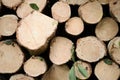 Fresh wooden natural sawn a logs closeup