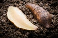 Fresh yacon Root Royalty Free Stock Photo
