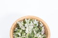 Fresh Yarrows flowers on the white background Royalty Free Stock Photo