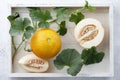 Fresh yelllow melon and vines in white wooden tray