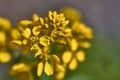 The joy is bright yellow, Yelloe Euphorbia characias flower or Albanian spurge, species of flowering plant. Beautiful bokeh.