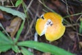 Fresh Yellow Amanita virosa of mushroom to can eat on ground.