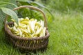 Fresh yellow beans in a wicker basket Royalty Free Stock Photo