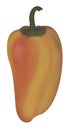 Fresh yellow bell pepper. Hand painted illustration. Royalty Free Stock Photo