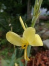 Fresh yellow Canna glauca plant Royalty Free Stock Photo