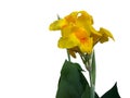 Fresh yellow canna lilly flower isolated on white background. Royalty Free Stock Photo