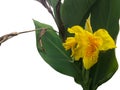 Fresh yellow canna lilly flower isolated on white background. Royalty Free Stock Photo