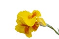 Yellow canna lily flower isolated on white background. Royalty Free Stock Photo
