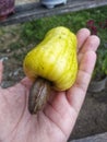 Fresh yellow cashew nuts are very tempting