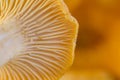 Fresh yellow chanterelle mushrooms