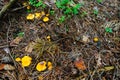 fresh yellow chanterelles in the forest floor with needles Royalty Free Stock Photo